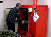 写真：ヤーコンの葉を乾燥機に入れる作業をしている