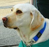 写真:盲導犬のりりしい顔