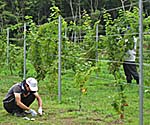 画像：震災前の広野町の農園